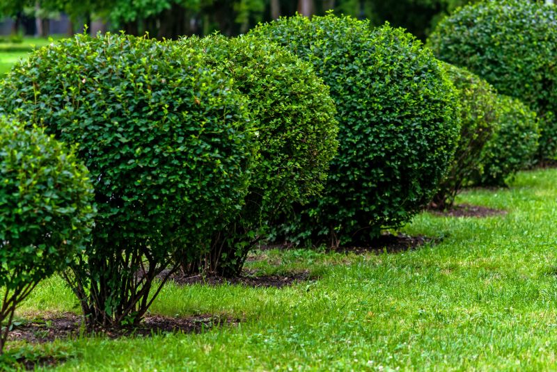 Close-up of Pruned Shrubs