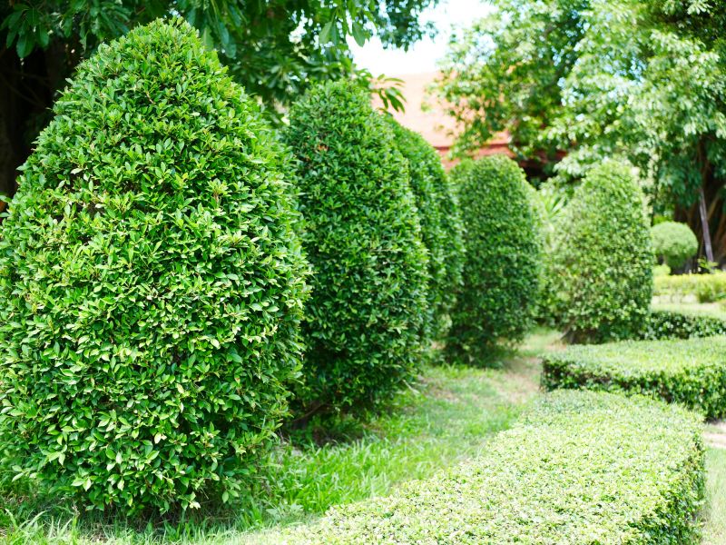 Recently Trimmed Evergreen Shrubs
