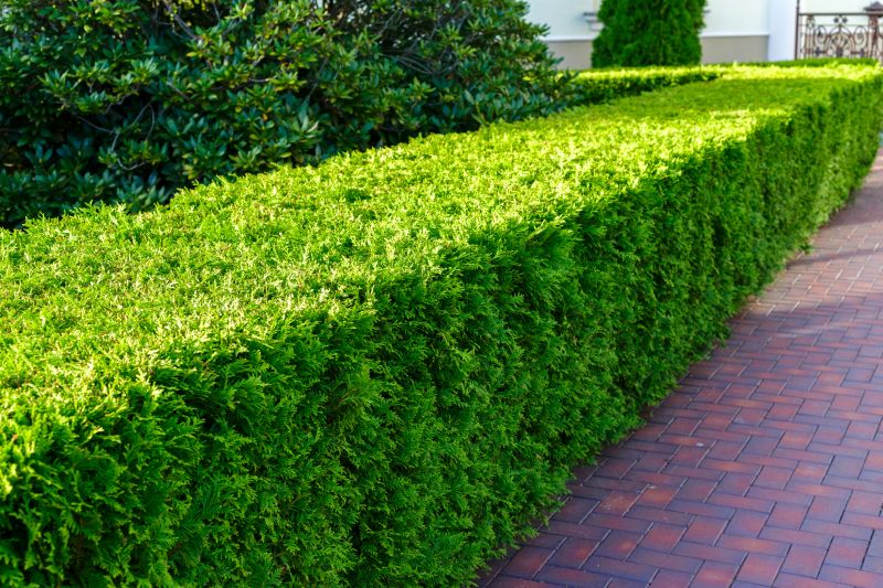 Trimmed Hedges