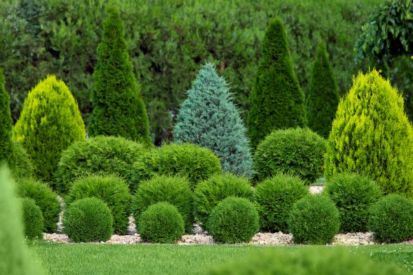 Cost of Bush Shaping Service in Hendersonville