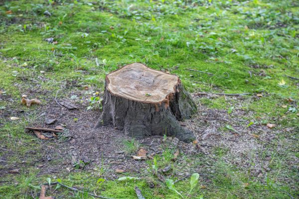 Bush Stump Removal in Hendersonville