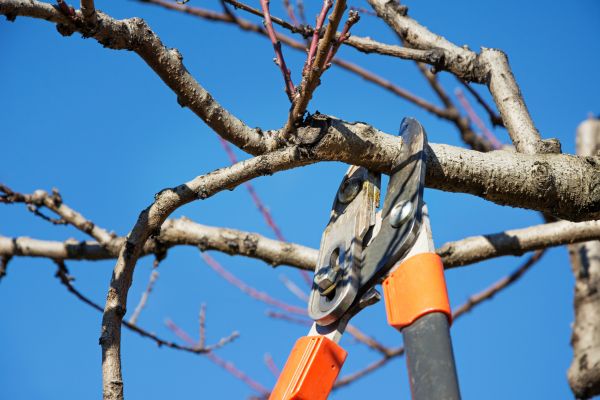 Pruning Service in Hendersonville