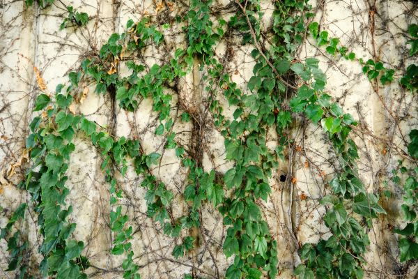 Vine Removal Service in Hendersonville