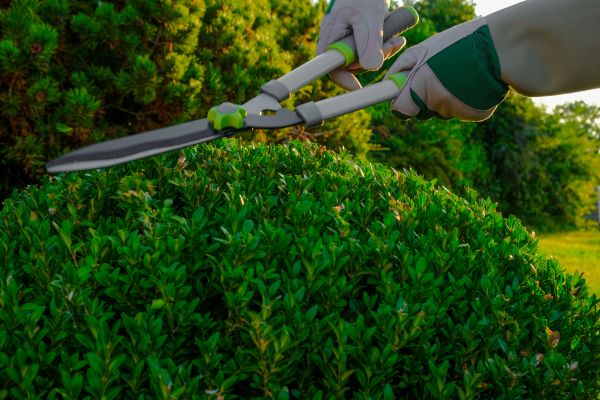 Cost of Topiary Shearing in Hendersonville