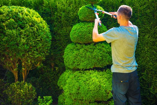Cost of Topiary Shaping in Hendersonville