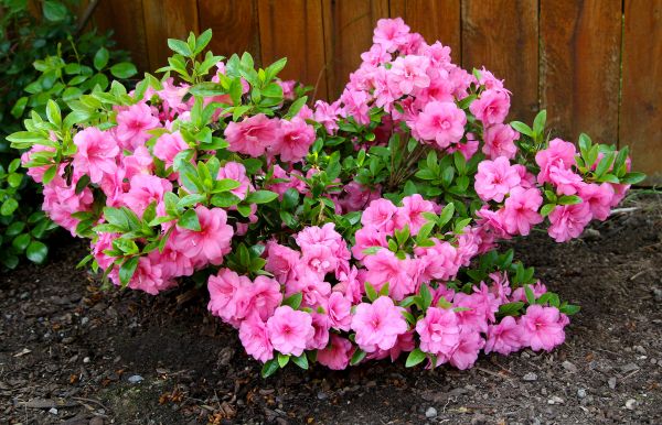 Cost of Azaleas Removal in Hendersonville