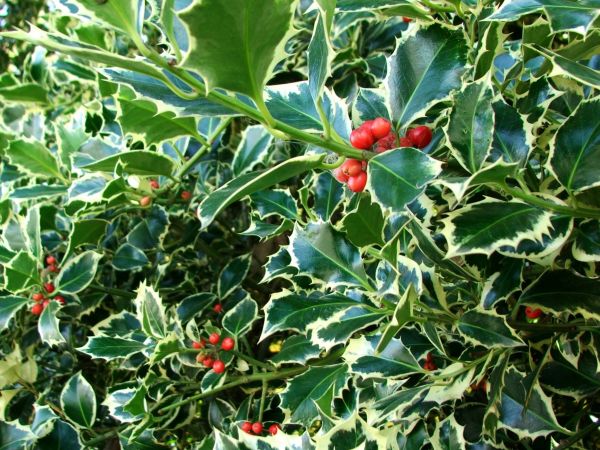 Holly Bushes Trimming in Hendersonville