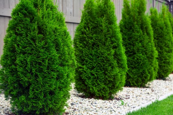 Arborvitae Removal in Hendersonville