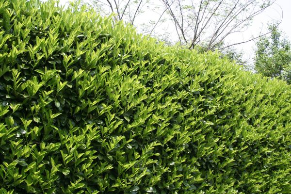 Cost of Laurel Shrub Removal in Hendersonville