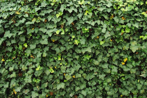 Cost of Ivy Pruning service in Hendersonville