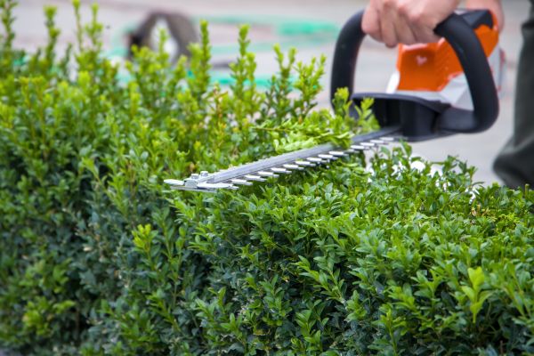 Cost of Evergreen Hedge Trimming in Hendersonville