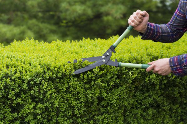 Evergreen Shrub Pruning in Hendersonville