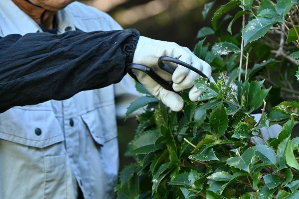 Holly Pruning in Hendersonville
