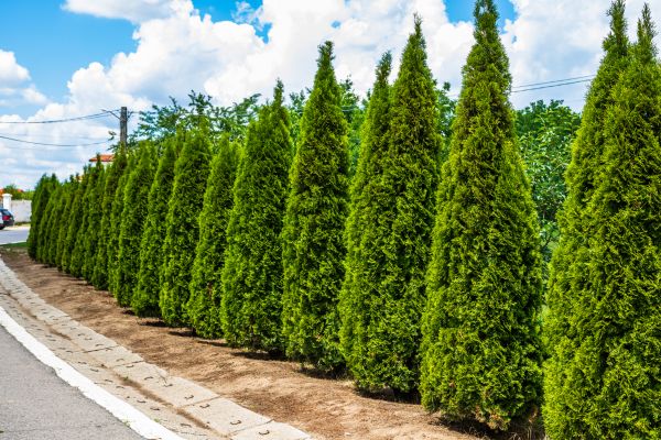 Cost of Arborvitae Shearing in Hendersonville