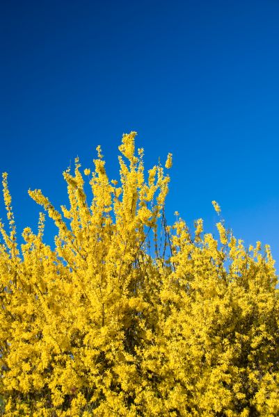Forsythia Cutting