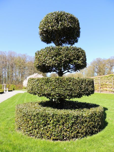 Holly Topiary Shaping