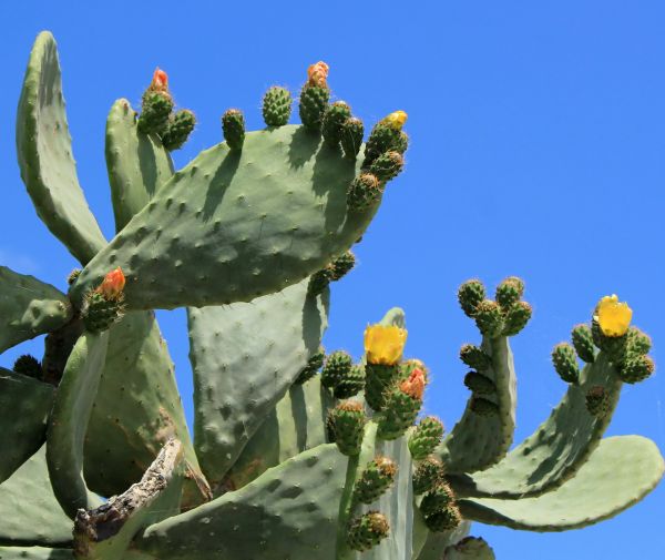 Cactus Removal in Hendersonville