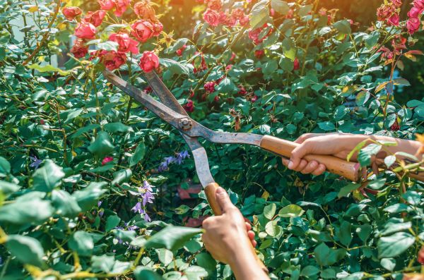 Knockout Roses Pruning in Hendersonville