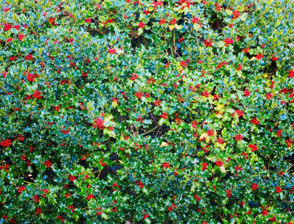 Holly Bush Removal in Hendersonville