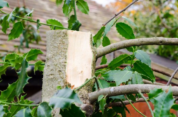 Holly Tree Removal in Hendersonville