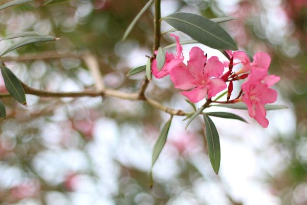 Oleander Removal in Hendersonville