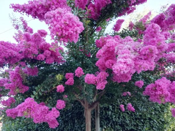 Crape Myrtle Pruning in Hendersonville