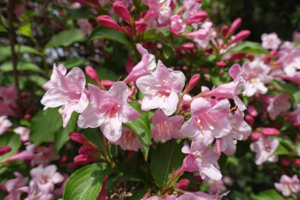 Cost of Weigela Pruning Service in Hendersonville