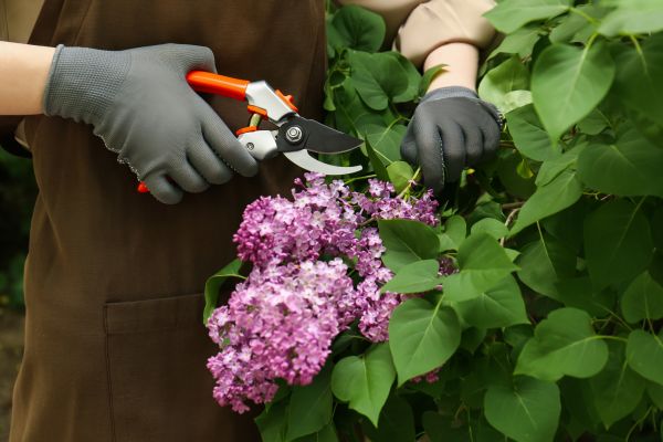 Cost of Lilac Pruning Service in Hendersonville