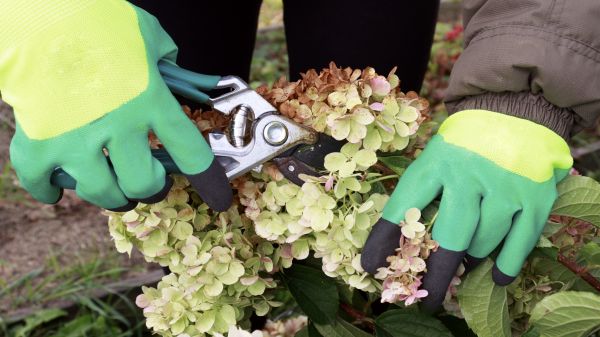 Hydrangea Pruning Service