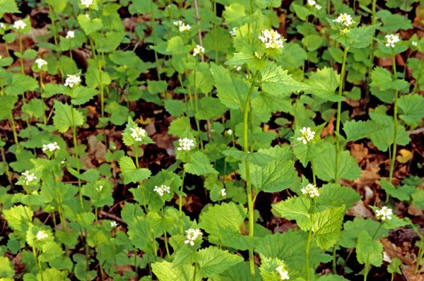 Garlic Mustard Removal in Hendersonville