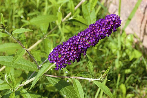 Butterfly Bush Pruning in Hendersonville