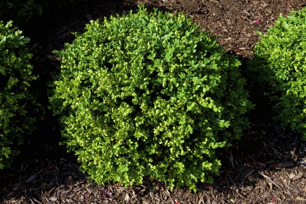 Cost of Boxwood Removal in Hendersonville