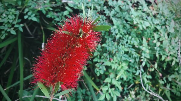 Bottlebrush Pruning in Hendersonville