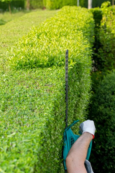 Hedge Trimming in Hendersonville